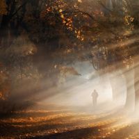 Една кленова горичка в Полша е приютила есента