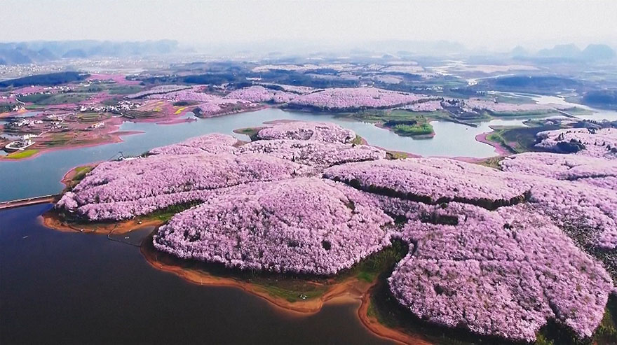 cherry-blossoms-spring-china-25-5ab26bdf03ed2__880